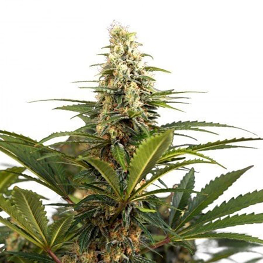 Blueberry Kush Auto