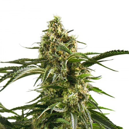 Cherry AK-47 Feminized