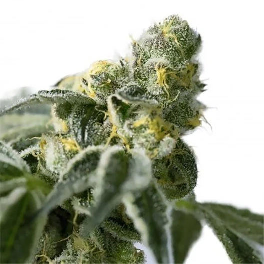 Cherry Bomb Feminized