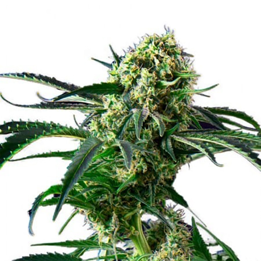 Cherry Kush Feminized