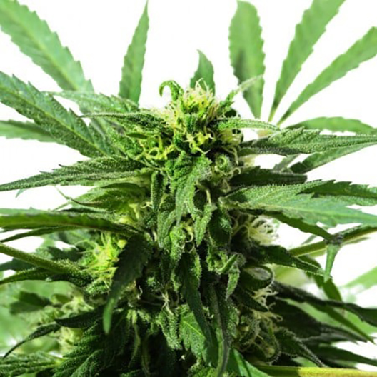 Chocolate Thai Feminized