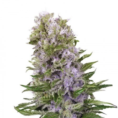 White Fire 43 Auto