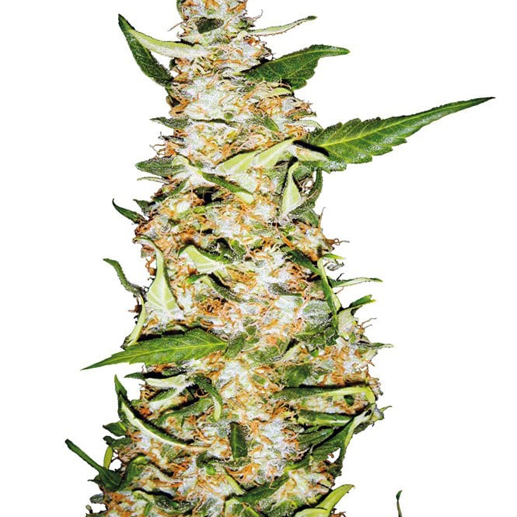 Citrus Sap Feminized