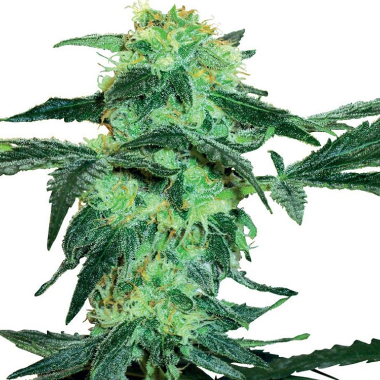 Colombian Gold Feminized