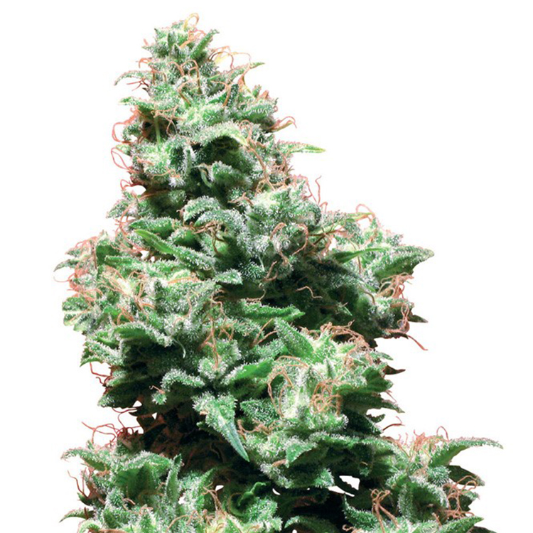 Conspiracy Kush Feminized