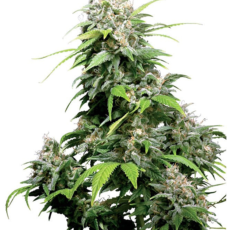 Cookie Monster Feminized