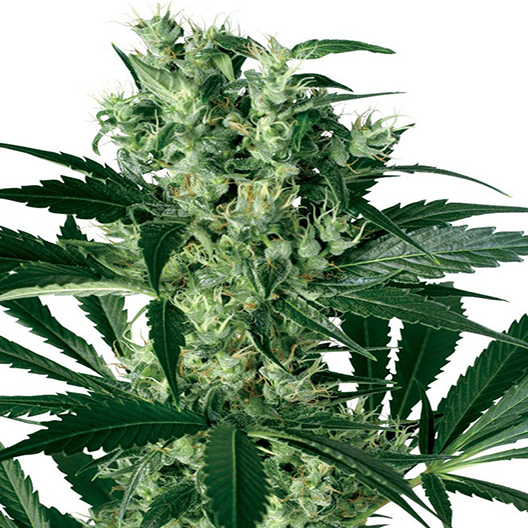 Purple Voodoo Auto