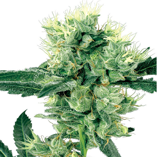 Stardawg Feminized