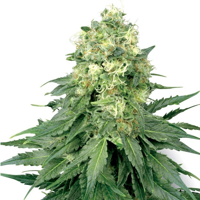 Strawberry Feminized