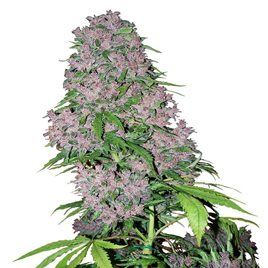 Super Jack Auto