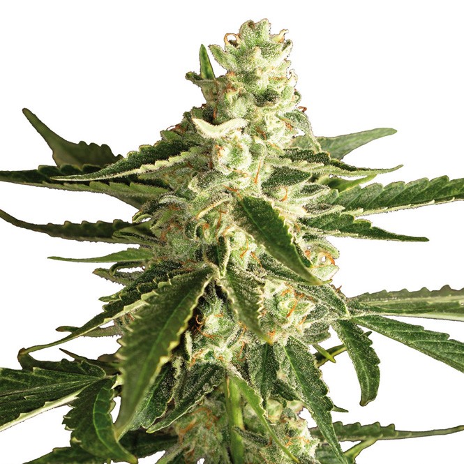 Super Green Crack Feminized