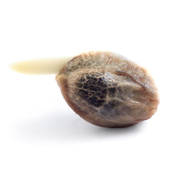 Stardawg Feminized — gallery image 3