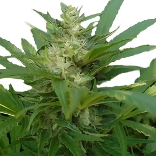 Afghan Skunk Feminized