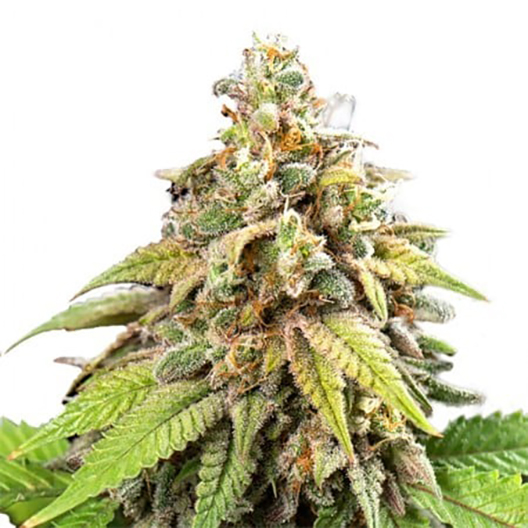 Critical Kush Auto