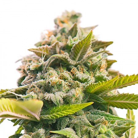 Sweet Cheese Feminized