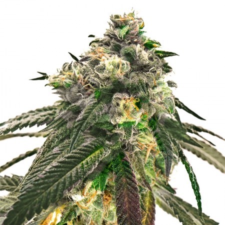 Sweet Diesel Auto