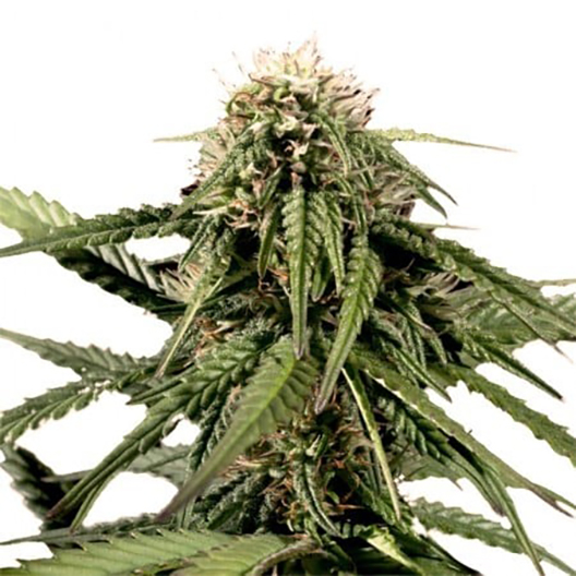 Black Ice Feminized