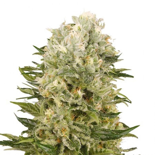 Chem Scout Feminized