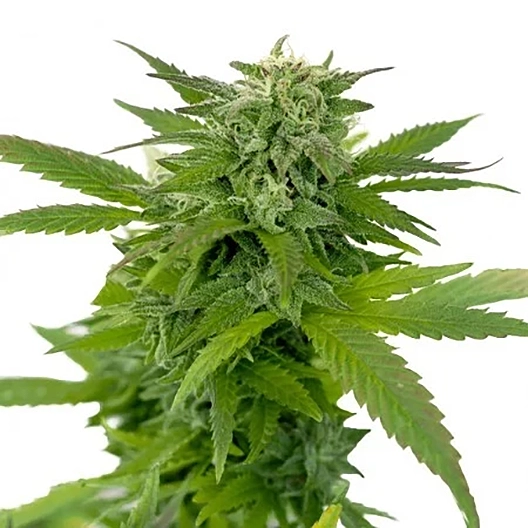 Dr. Funk Feminized