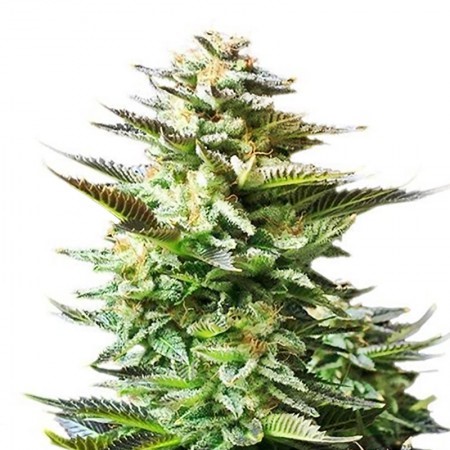 Purple Panty Dropper Feminized