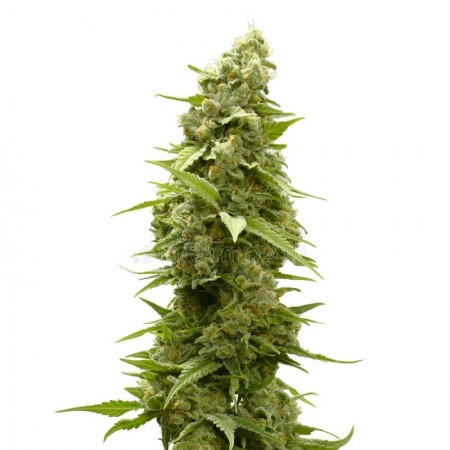 Satellite OG Feminized