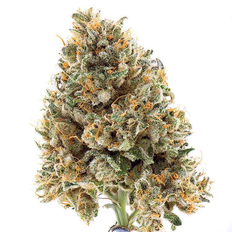 Black '84 Feminized