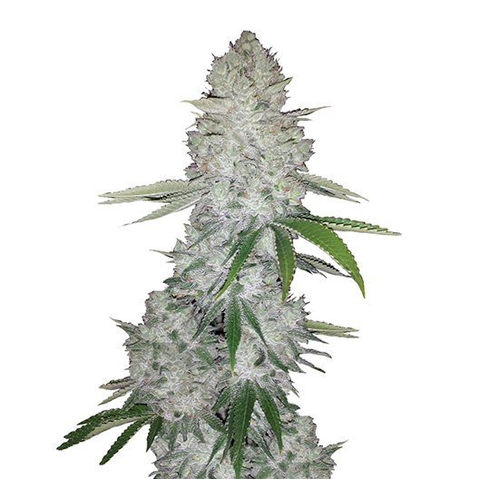 Ace Killer OG Feminized