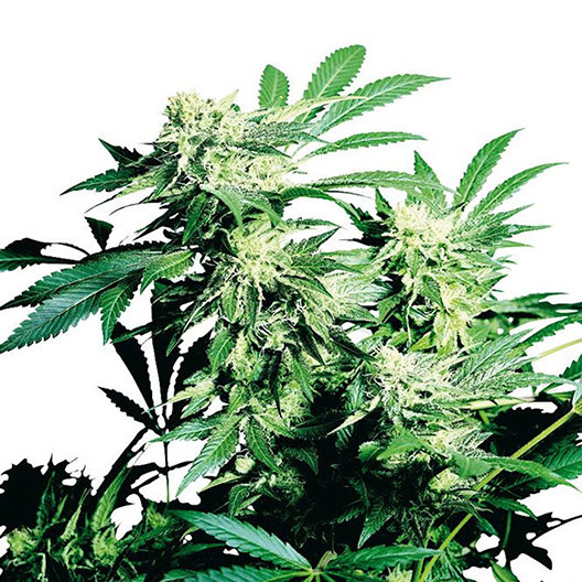 5th Element Feminized