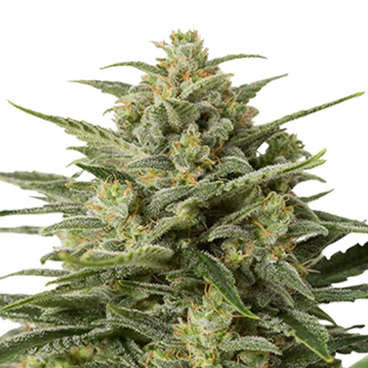 Afghan Big Bud Feminized