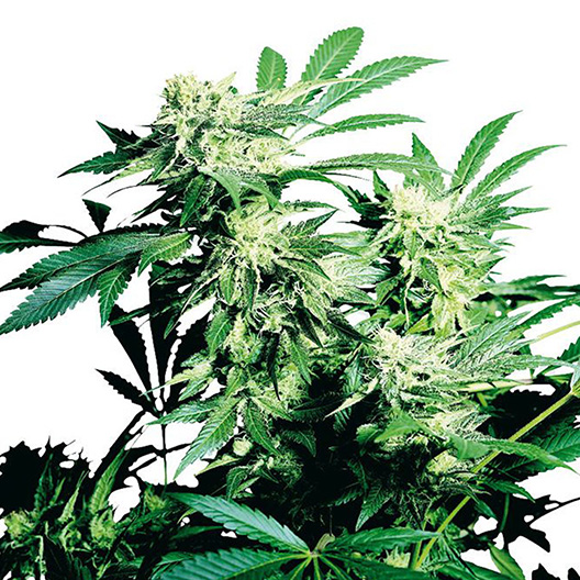 Alien Rift Auto