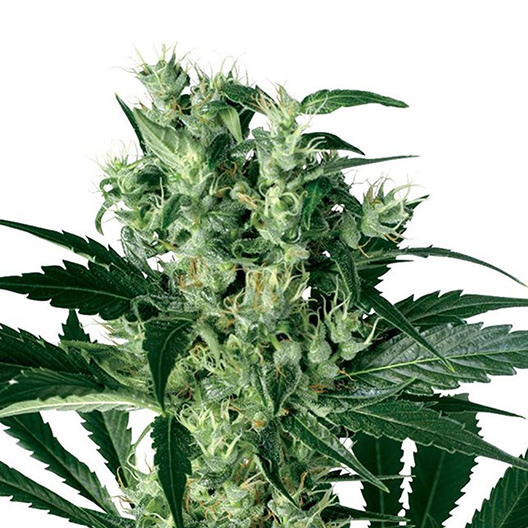 Black Bubba Auto