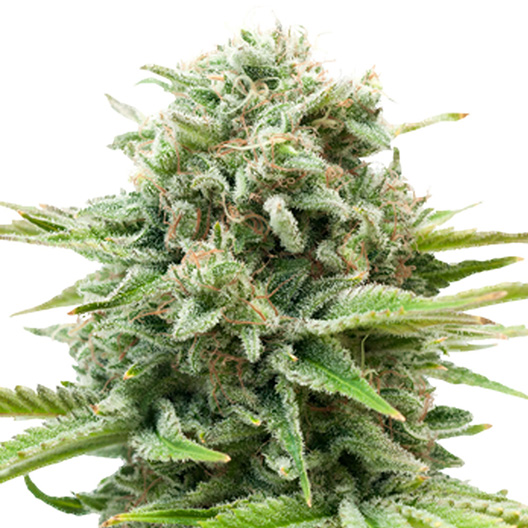 Gravity Auto