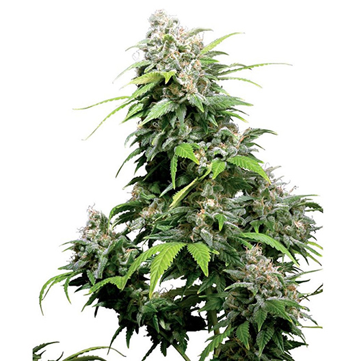 OG's Pearl Auto