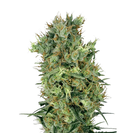 Sensi Skunk Auto