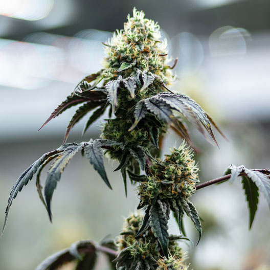 Alien Bubba Auto