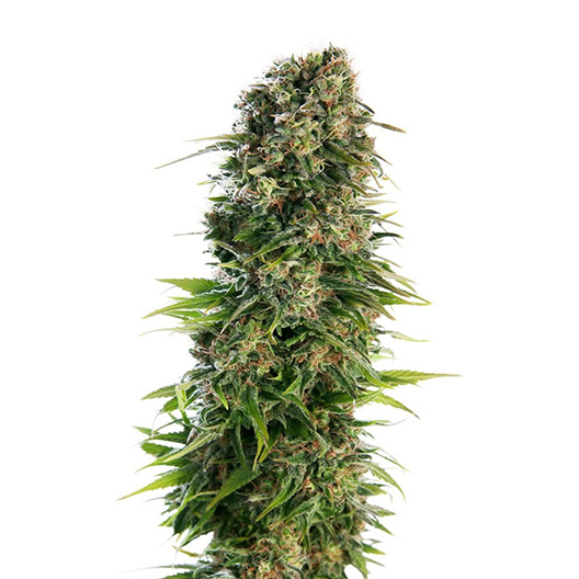 Digweed CBD Feminized