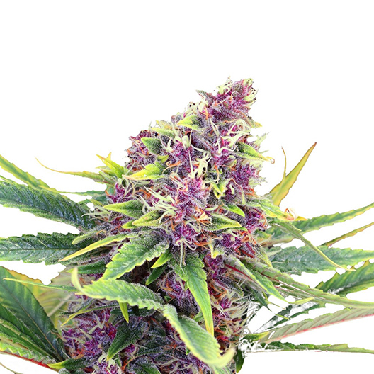 Grape Cookies Auto