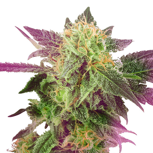 Grape Inferno Auto