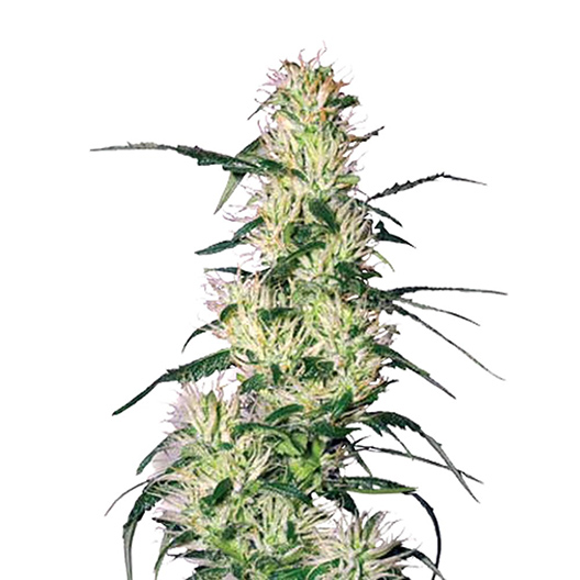 Pluto Kush Auto