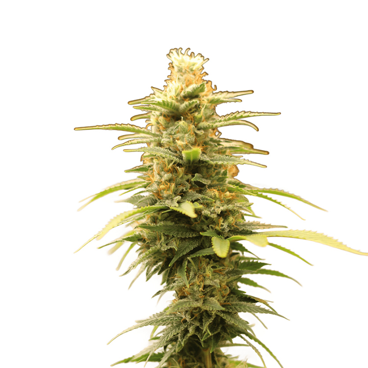 Banana Candy Feminized