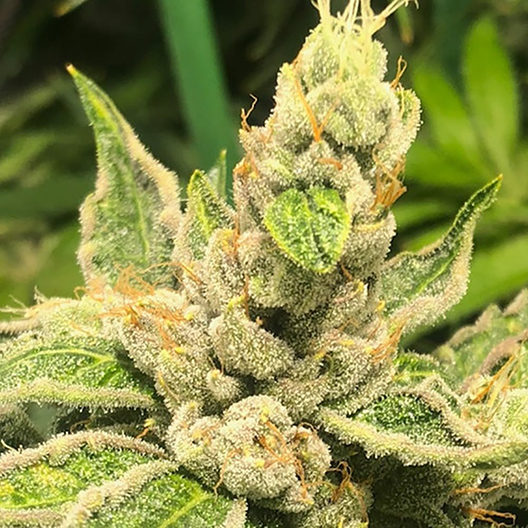 OG Los Angeles Kush Feminized