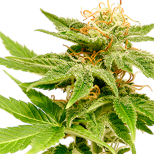 Quin-N-Tonic Auto