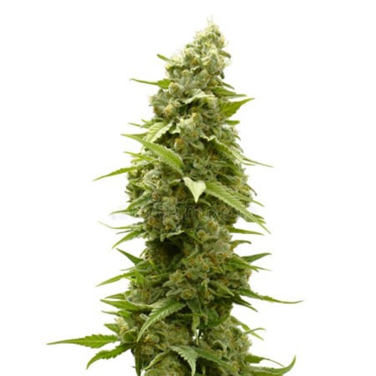 Batman OG Feminized
