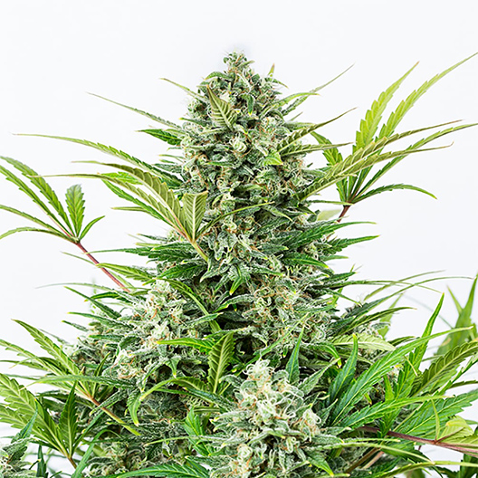Blue Zombie Auto