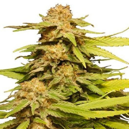 Chem D.O.G. Feminized
