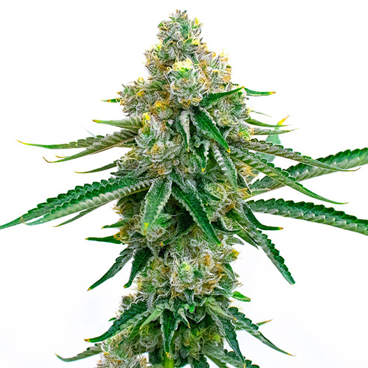 Colorado Bubba Feminized