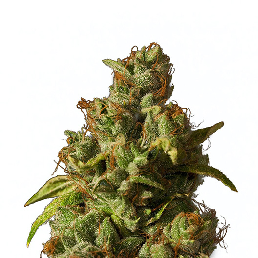 Deep Chunk Seeds | Pacific Seed Bank