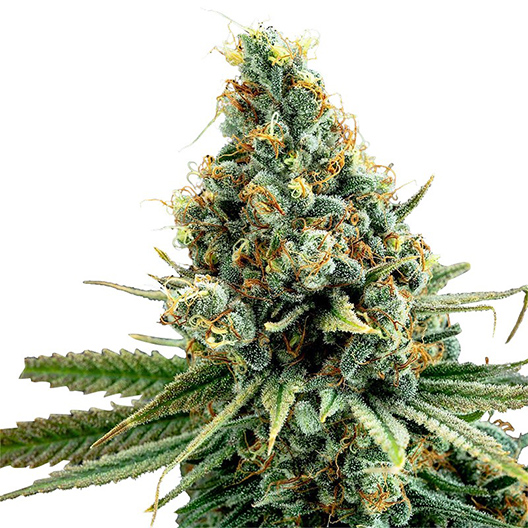 Hammerhead Feminized