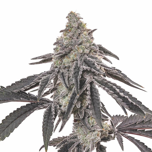 Ogre Berry Auto