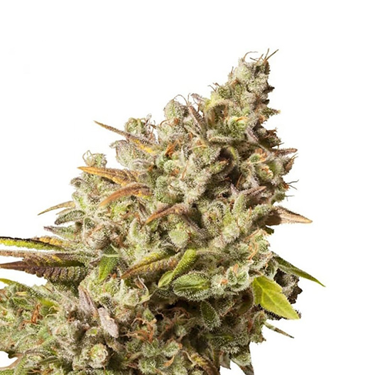 Alien Technology Auto